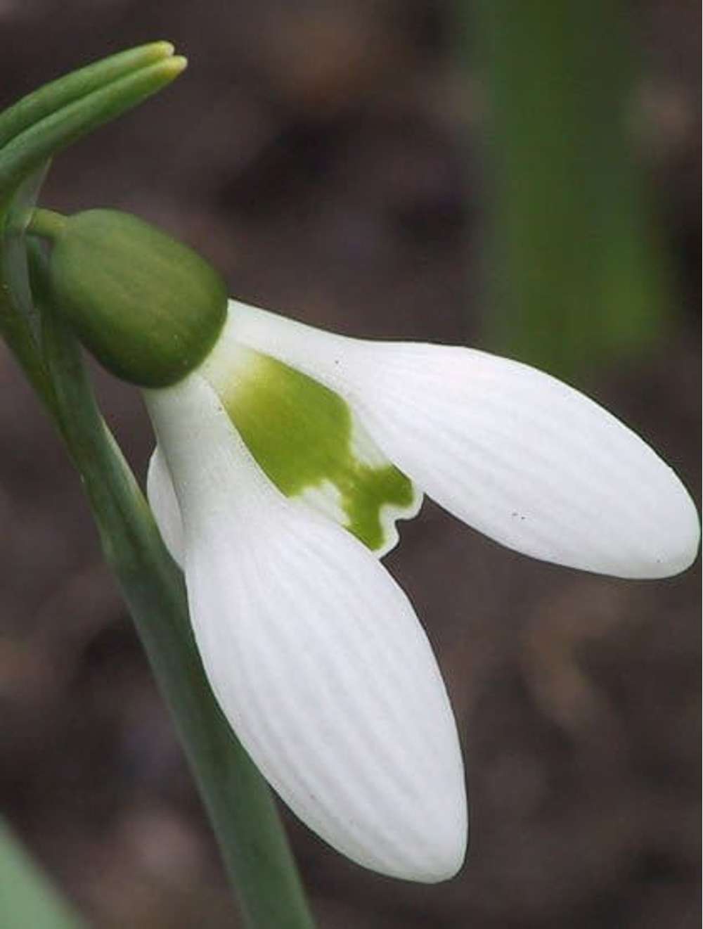 Snödroppe 'Elwesii'